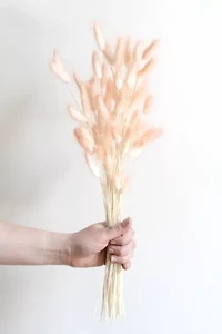 Roxanne’s Dried Flowers Bunny Tail Grass
