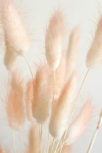 Roxanne’s Dried Flowers Bunny Tail Grass