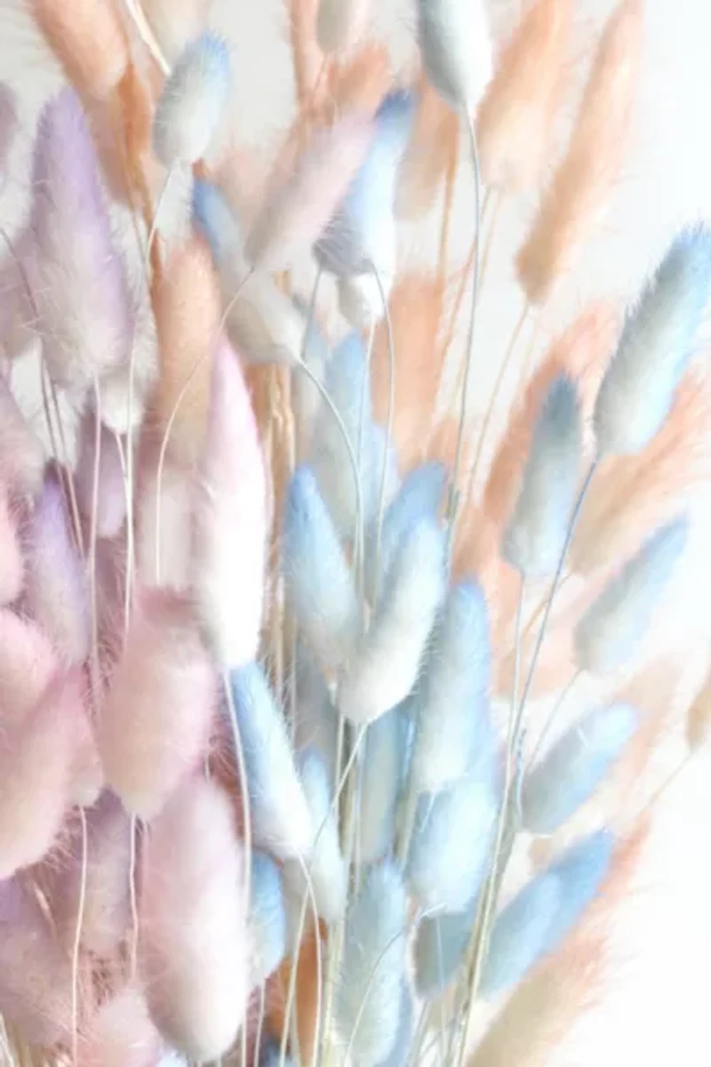 Roxanne’s Dried Flowers Bunny Tail Grass