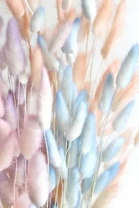 Roxanne’s Dried Flowers Bunny Tail Grass