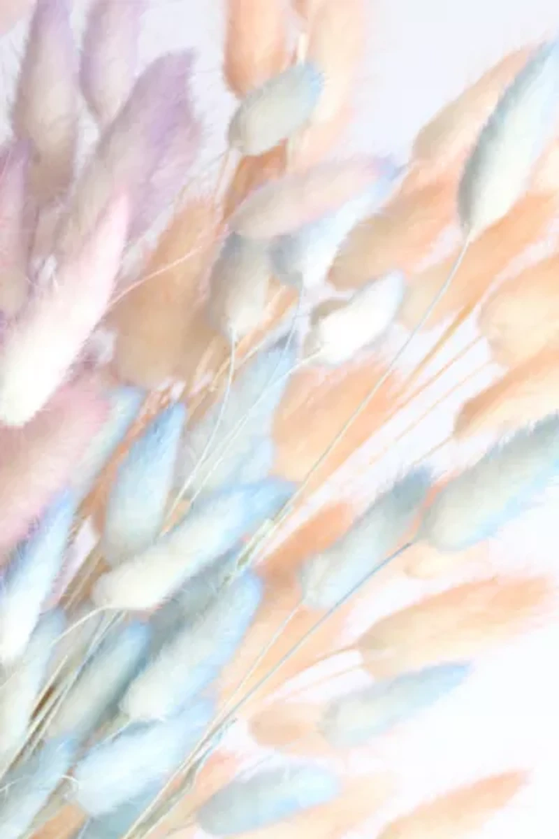 Roxanne’s Dried Flowers Bunny Tail Grass