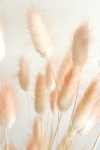 Roxanne’s Dried Flowers Bunny Tail Grass