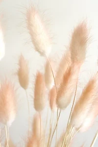 Roxanne’s Dried Flowers Bunny Tail Grass