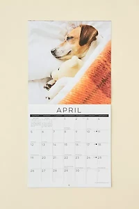 Dog Nap 2026 Wall Calendar
