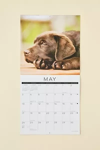 Dog Nap 2026 Wall Calendar