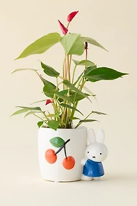 Miffy Cherry Ceramic Planter