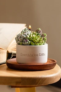 Southlake Gifts Assorted Succulent Candle