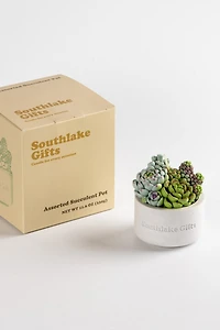 Southlake Gifts Assorted Succulent Candle