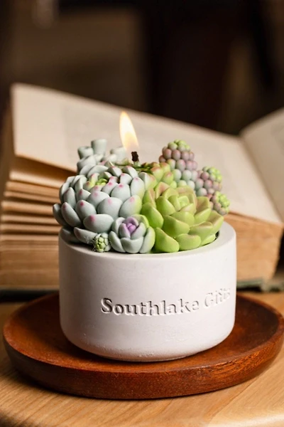 Southlake Gifts Assorted Succulent Candle