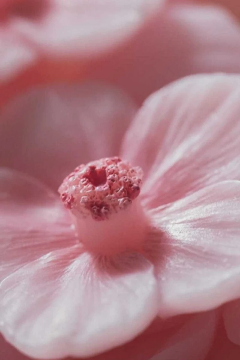 Southlake Gifts Cherry Blossom Sakura Candle Cup