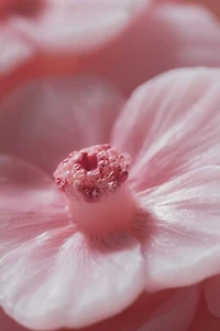 Southlake Gifts Cherry Blossom Sakura Candle Cup