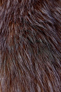 Blue Tip Faux Fur Trapper Hat