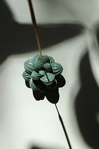 Acquired Taste Succulent Incense Stick Holder