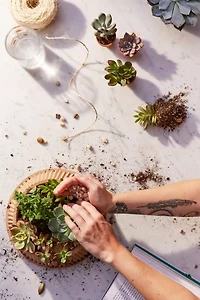 2" Live Assorted Succulents - Set of 4