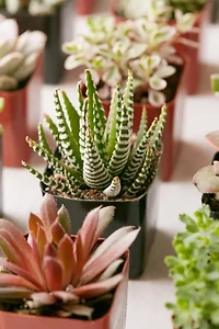 2" Live Assorted Succulents - Set of 4