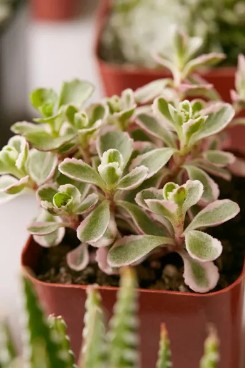 2" Live Assorted Succulents - Set of 4