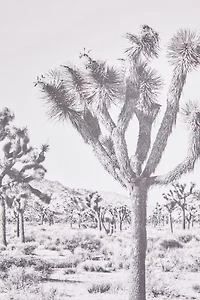 Bree Madden For Deny Joshua Tree Dowel Art Print