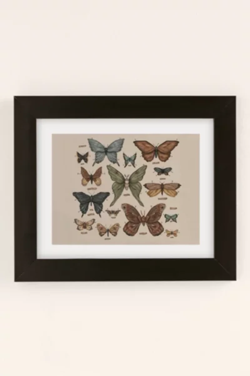 Jessica Roux Butterflies And Moth Specimens Art Print