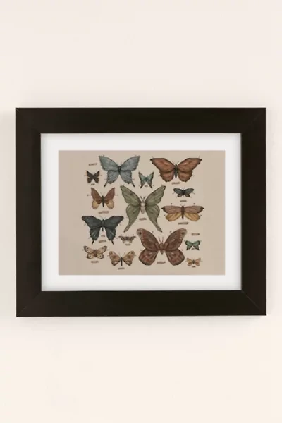 Jessica Roux Butterflies And Moth Specimens Art Print