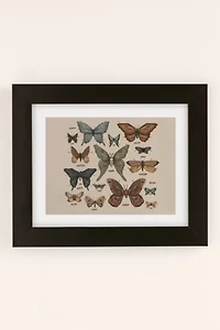 Jessica Roux Butterflies And Moth Specimens Art Print