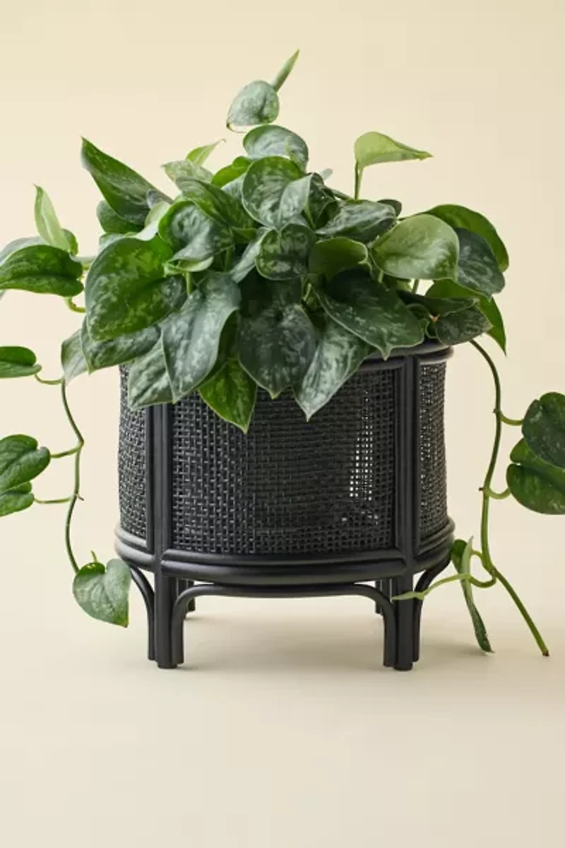 Rattan 12" Planter