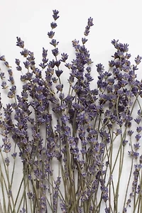 Roxanne's Dried Flowers English Lavender