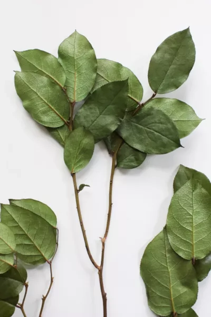 Roxanne's Dried Flowers Lemon Leaves