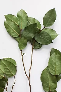 Roxanne's Dried Flowers Lemon Leaves