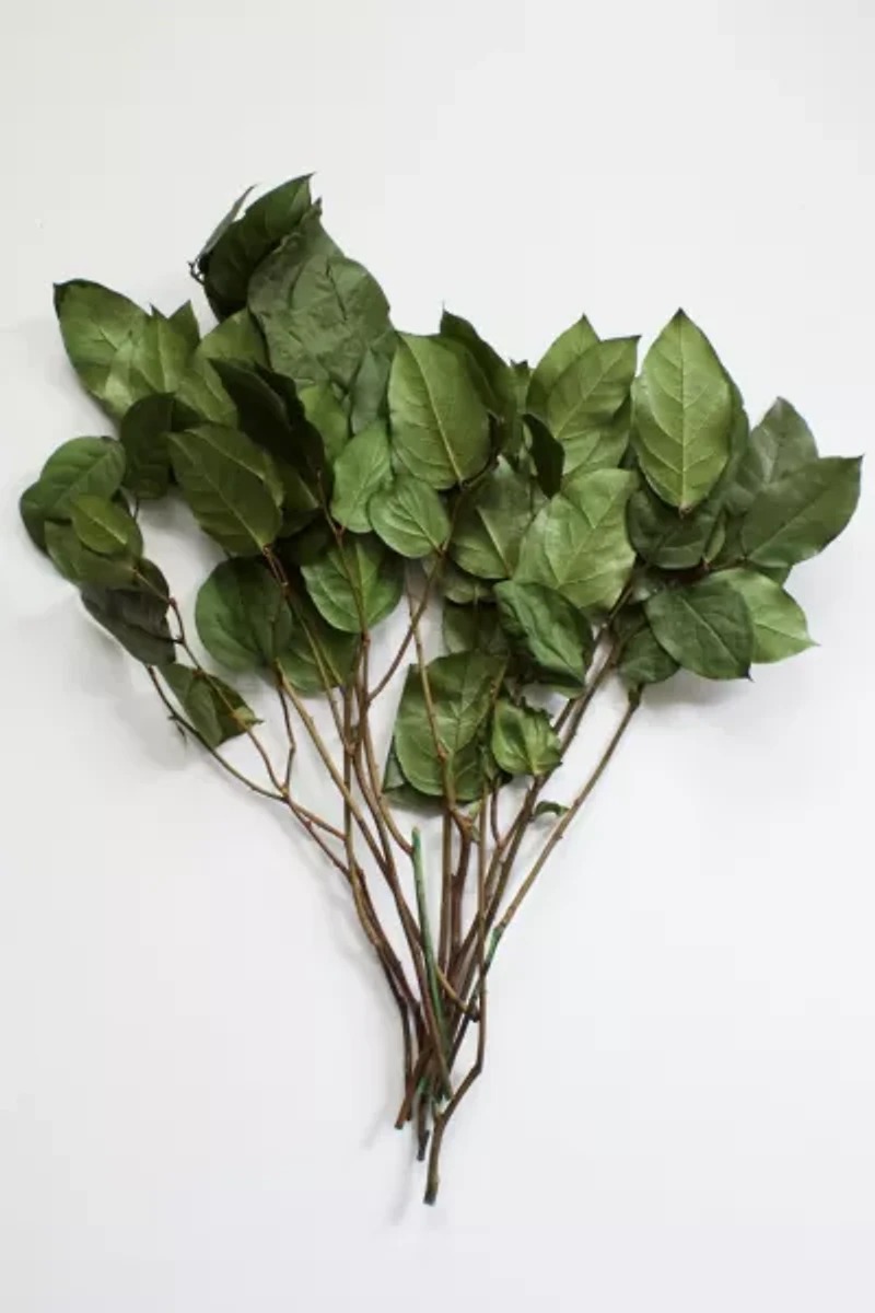 Roxanne's Dried Flowers Lemon Leaves