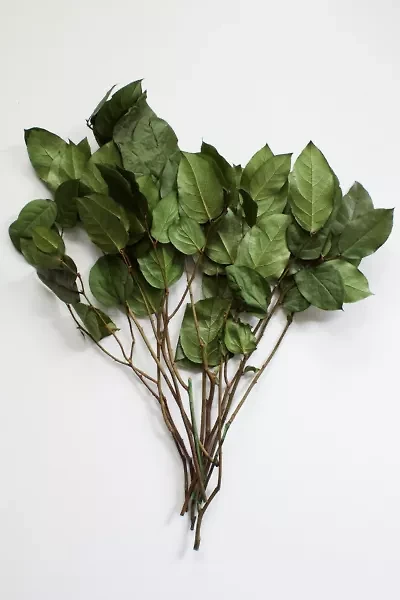 Roxanne's Dried Flowers Lemon Leaves