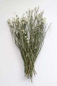 Roxanne's Dried Flowers Ammobium