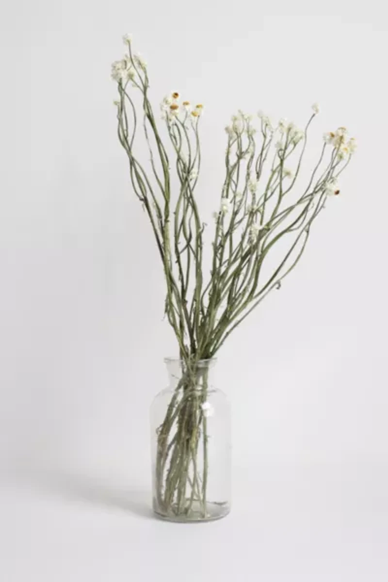 Roxanne's Dried Flowers Ammobium