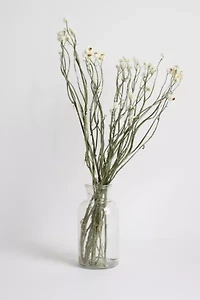 Roxanne's Dried Flowers Ammobium