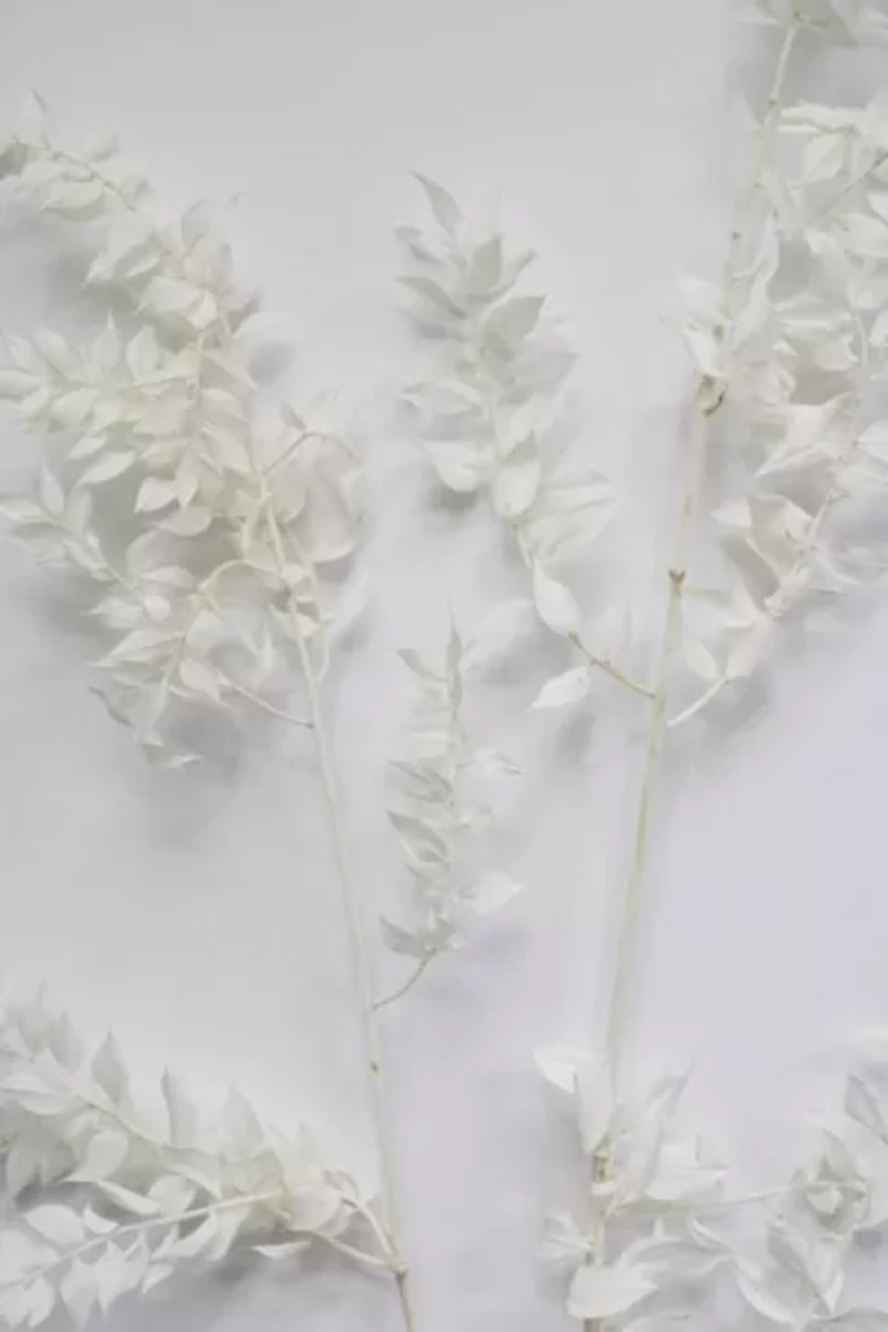 Roxanne's Dried Flowers Ruscus