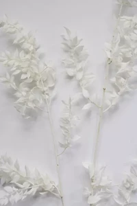 Roxanne's Dried Flowers Ruscus