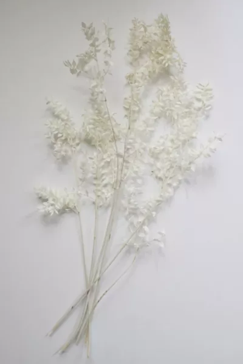 Roxanne's Dried Flowers Ruscus
