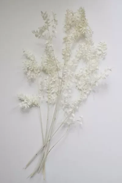 Roxanne's Dried Flowers Ruscus