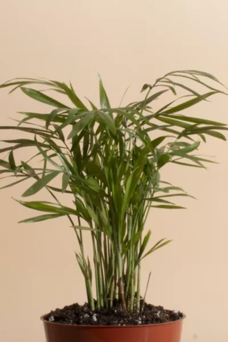 Home Botanicals Neanthe Bella Palm Air Purifying House Plant in 4" Grow Pot