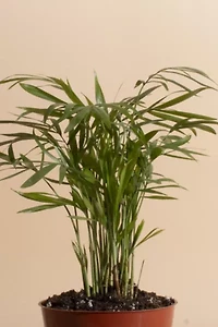 Home Botanicals Neanthe Bella Palm Air Purifying House Plant in 4" Grow Pot