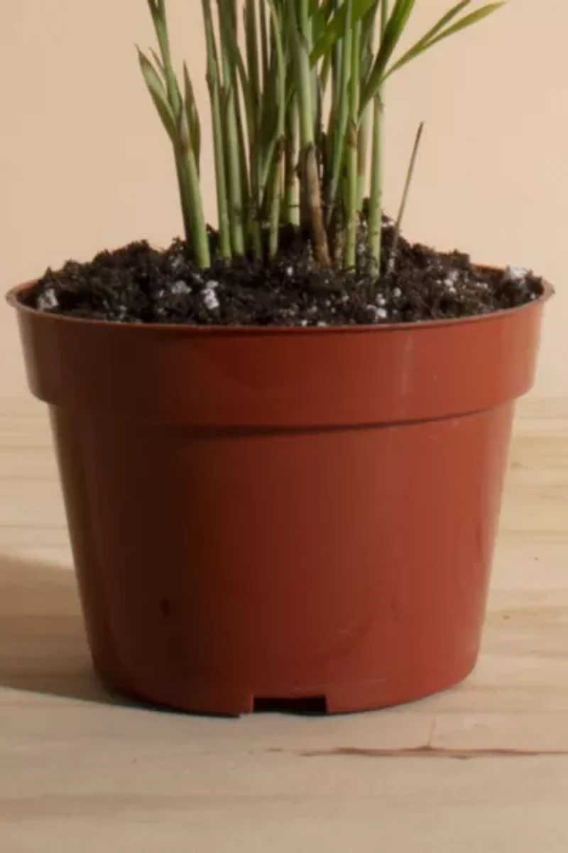 Home Botanicals Neanthe Bella Palm Air Purifying House Plant in 4" Grow Pot