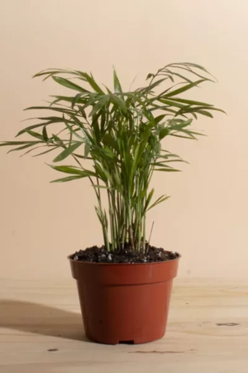 Home Botanicals Neanthe Bella Palm Air Purifying House Plant in 4" Grow Pot