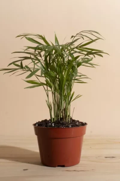 Home Botanicals Neanthe Bella Palm Air Purifying House Plant in 4" Grow Pot