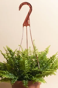 Home Botanicals Hanging Boston Fern Air Purifying House Plant in 6" Grow Pot with Hanger Included
