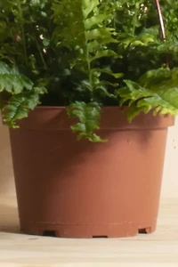 Home Botanicals Hanging Boston Fern Air Purifying House Plant in 6" Grow Pot with Hanger Included