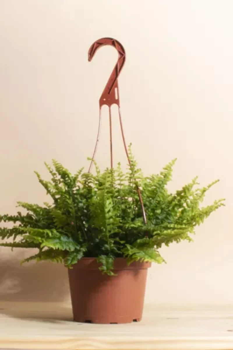 Home Botanicals Hanging Boston Fern Air Purifying House Plant in 6" Grow Pot with Hanger Included