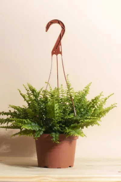 Home Botanicals Hanging Boston Fern Air Purifying House Plant in 6" Grow Pot with Hanger Included