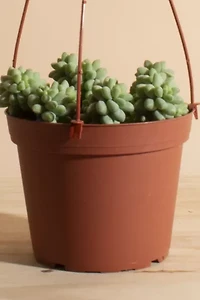 Home Botanicals Hanging Burrito Sedum Succulent in 6" Grow Pot with Hanger Included