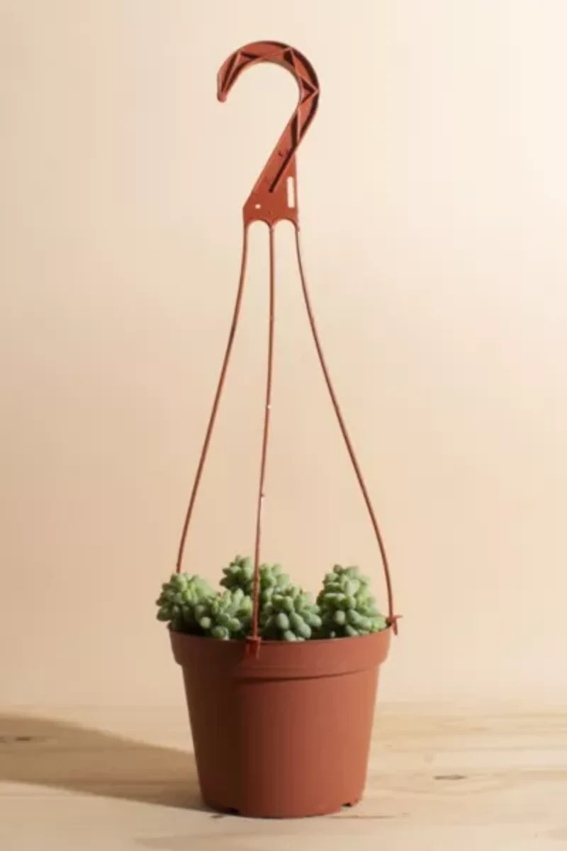 Home Botanicals Hanging Burrito Sedum Succulent in 6" Grow Pot with Hanger Included