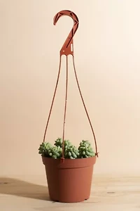 Home Botanicals Hanging Burrito Sedum Succulent in 6" Grow Pot with Hanger Included