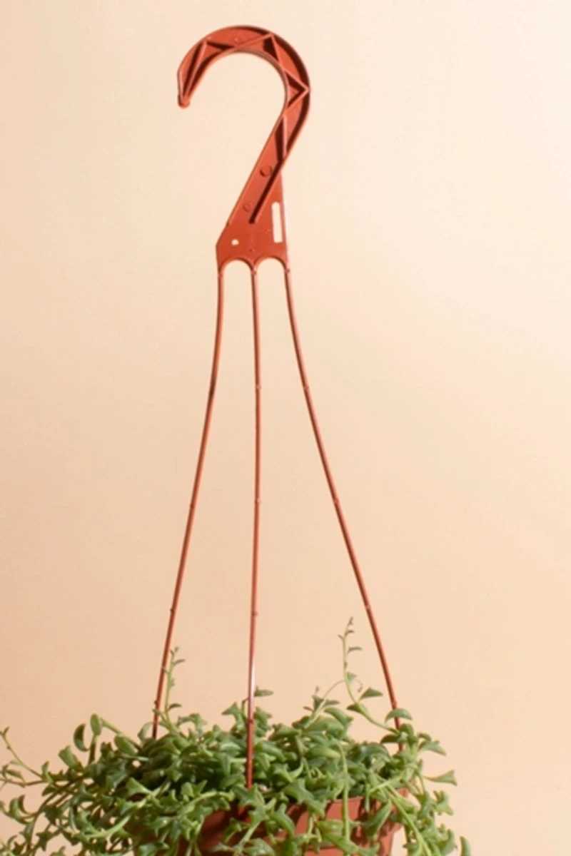 Home Botanicals Rare Hanging String of Dolphins Succulent in 6" Grow Pot with Hanger Included